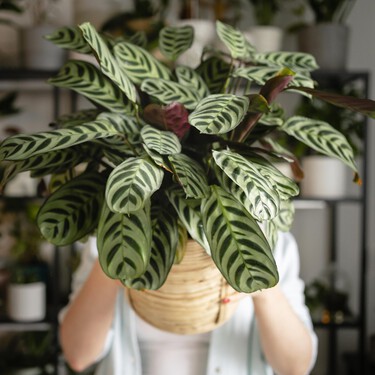 Aldi lanza un soporte para plantas ideal para dar un toque diferente al salón o a la terraza: cuesta menos de 10 euros 