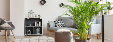 Esta es la planta de interior todoterreno más vendida de Ikea: resistente, decorativa y fácil de cuidar