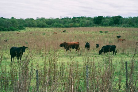 Ganado Argentino