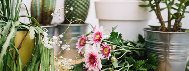 Si te gustaría tener un huerto en casa, corre a Lidl a por este invernadero ideal para tener en la terraza y cultivar de todo