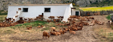 Se buscan voluntarios para vivir gratis en un refugio de la Sierra de Gredos a cambio de cuidar animales 