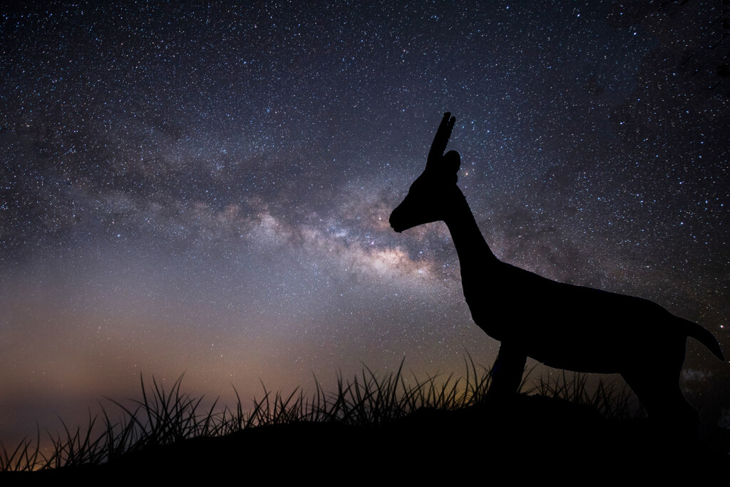 Las jirafas corren, las tortugas se aparean y los grillos cantan: así reacciona la naturaleza a un eclipse solar