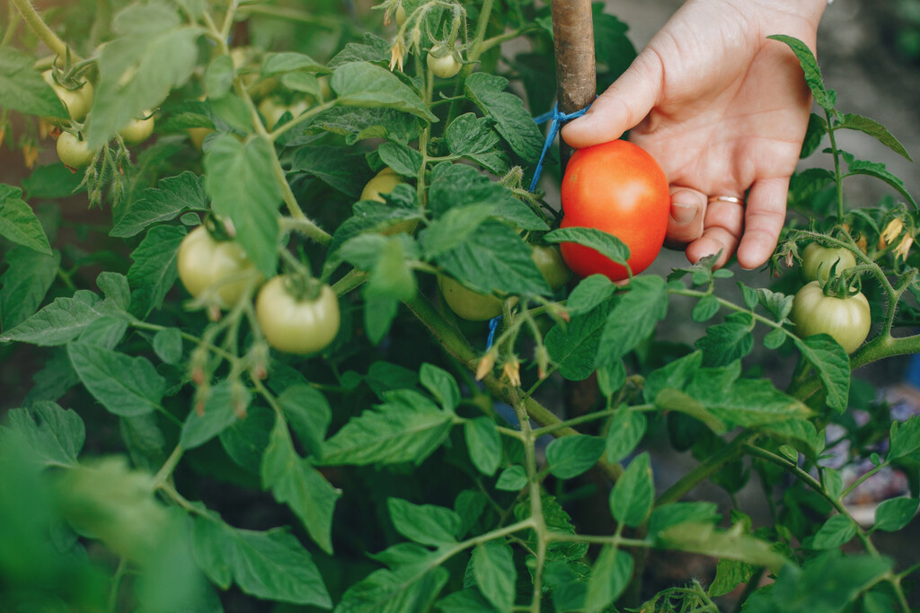 A qué hora regar las tomateras para que crezcan grandes y fuertes y eviten las quemaduras