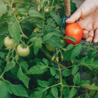 A qué hora regar las tomateras para que crezcan grandes y fuertes y eviten las quemaduras 