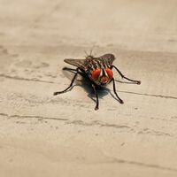 Se você tem manjericão em casa, tem um tesouro: além de deixar a comida mais gostosa, planta tem outra função impressionante