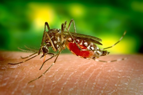 ¿El final del dengue? Varios países ya han aprobado la nueva vacuna