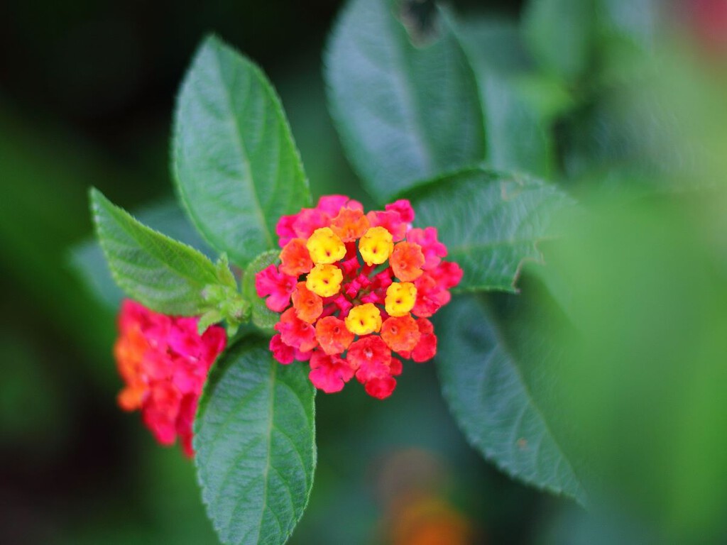 Mucho más fácil de cuidar que los geranios, esta bonita planta tiene además flores todo el año