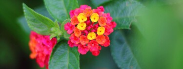 Mucho más fácil de cuidar que los geranios, esta bonita planta tiene además flores todo el año y llena el jardín de mariposas