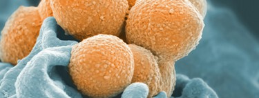 Um passo histórico contra o câncer: cientistas revelam a descoberta que faz bactérias devorarem tumores 