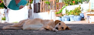 María Isabel González, veterinaria: "Los perros no combaten el calor como nosotros, en horas están muertos"