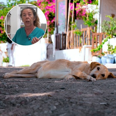 María Isabel González, veterinaria: "En verano hay que tener especial cuidado con los perros de capa negra porque absorben más los rayos del sol y pasan más calor"