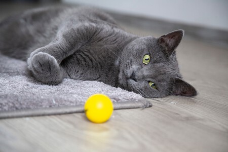 gato-mirando-bola