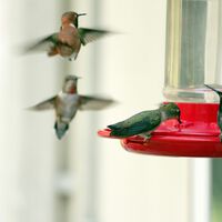 Um simples objeto defeituoso está fazendo uma espécie evoluir ao vivo: beija-flores 