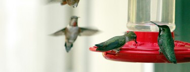 Um simples objeto defeituoso está fazendo uma espécie evoluir ao vivo: beija-flores 