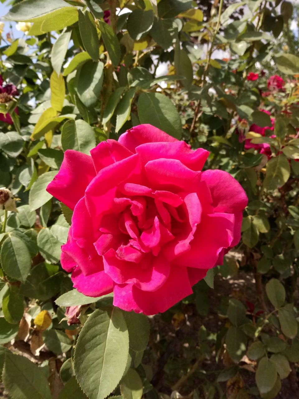 Foto de Muestras de cámara Alcatel A7 (4/23)