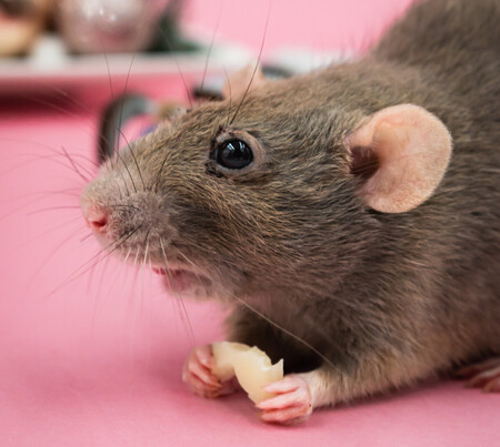 ratas