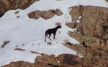 Nala Doberman