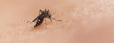 Llega a las tiendas Lidl mañana 5 de junio la mosquitera versátil fácil de instalar sin taladros por menos de 3 euros