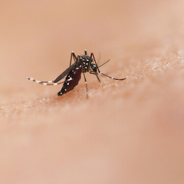 Lidl lanza una mosquitera para puertas fácil de instalar sin taladros por menos de 3 euros 