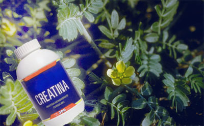 Tribulus o creatina para mejorar el rendimiento muscular
