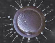 Embarazo en mujeres seropositivas con fertilización in vitro sin que afecte al bebé
