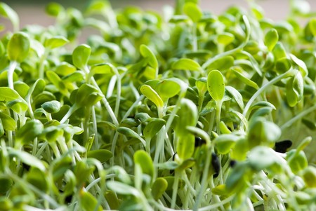 Beneficios de la alfalfa para tu salud, como el control del colesterol