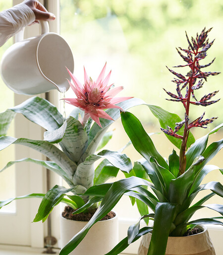 Plantas Interior Primavera Faciles Bonitas Vistosas Color Verde Decoracion