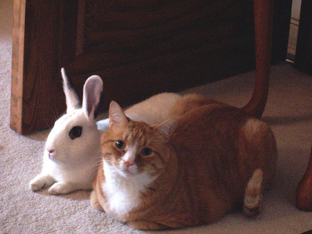 gato y conejo