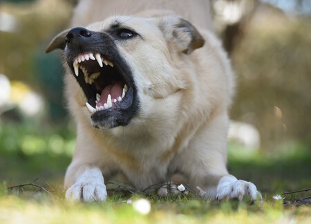 Perro enseñando los dientes - Señal de advertencia