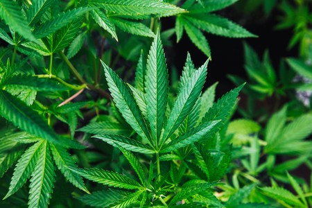 Los estudios sobre cannabis lo tienen claro: esta droga se ha vuelto más peligrosa durante la última década