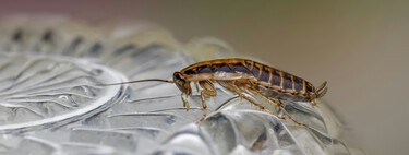 Cómo mantener a las cucarachas alejadas de tu casa: trucos y consejos que lo solucionan