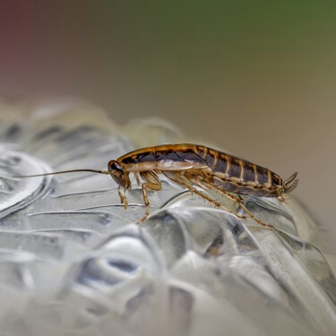 Cómo mantener a las cucarachas alejadas de tu casa: trucos y consejos que lo solucionan 