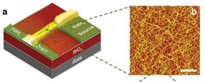 Un nuevo transistor basado en protones para interactuar con seres vivos