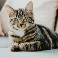 Especialistas alertam: deixar um gato trancado no apartamento pode ser estressante e levar a problemas de saúde 