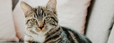 Especialistas alertam: deixar um gato trancado no apartamento pode ser estressante e levar a problemas de saúde 
