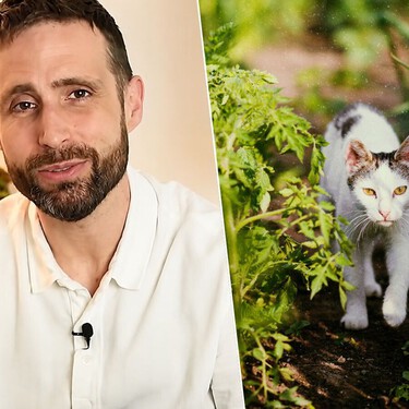 Carlos Gutiérrez, veterinario: "Dejar que los gatos salgan solos a la calle reduce su esperanza de vida a apenas 7 años"