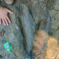 Hace 65 millones de años, los dinosaurios caminaban por Michoacán: hoy encontraron 50 de sus huellas 
