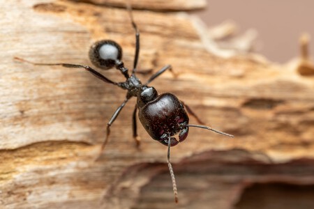 Pexels Thales13 36498259