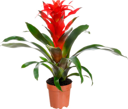 Bromelia