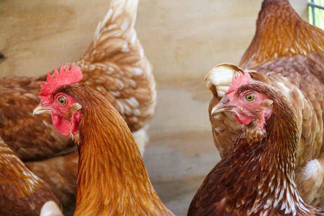 Javier José empezó a los 20 años con 50 gallinas y hoy produce 1.200 huevos al día: "No ha sido fácil. Y más con el mercado"