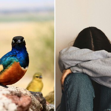 Mientras los humanos sufrimos una epidemia de soledad, los estorninos hacen amigos para toda la vida. Quizá podemos aprender de los pájaros