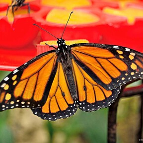 Ahora o nunca: los mejores días para ver a la mariposa monarca en México son estos, antes de que migre de nuevo