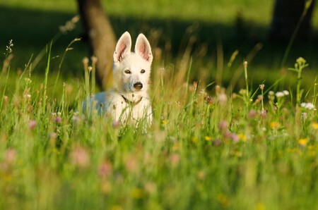 Un perro rodeado de flores