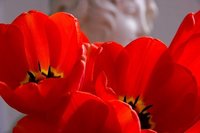 Vulvovaginitis en las niñas