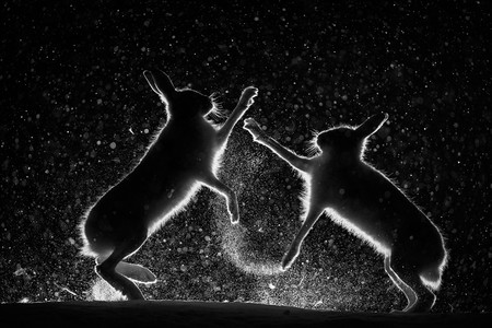 MontPhoto Fest 2017, un fin de semana dedicado por completo a la fotografía de naturaleza y a la conservación