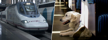 Tras 20 años de obras y 4.000 millones de euros, los asturianos reclaman una última cosa para el AVE: viajar con su perro 