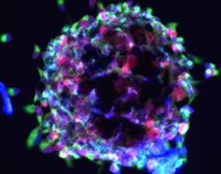 Se investigan nuevas fuentes de células madre