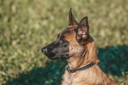 Malinois Cara