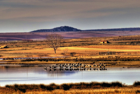 Gallocanta otoño