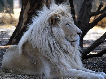 el-leon-blanco_800.jpg